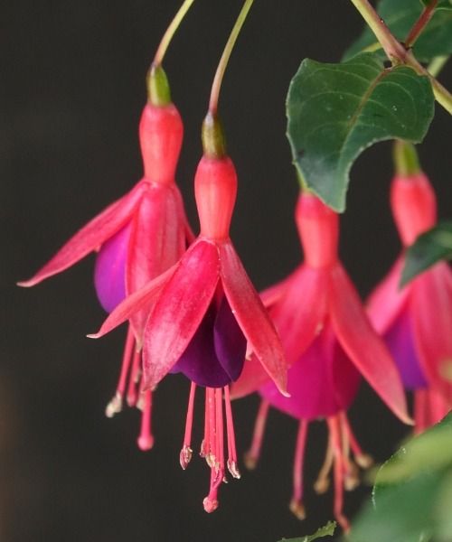 Les plus belles plantes du moment