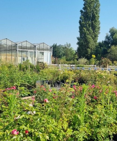 Découvrez toutes nos plantes en promotion en ce moment !