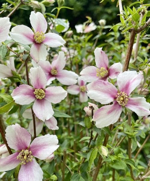 Découvrez Petite Perfume Pink
