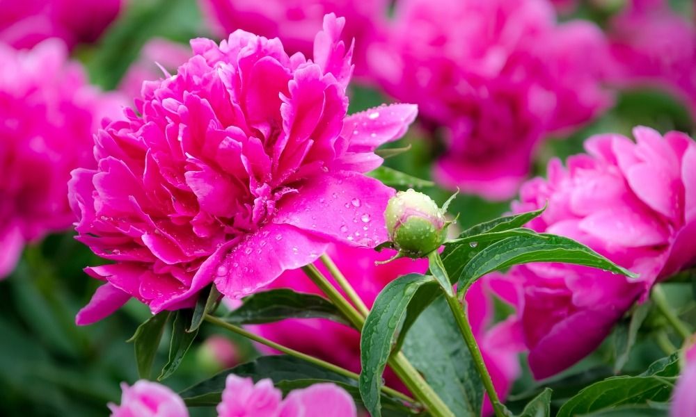 Les Pivoines sont de retour !