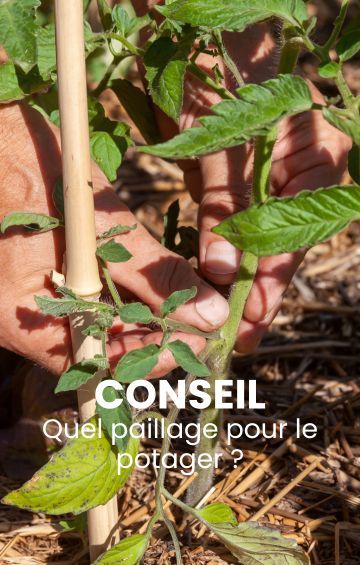 Lire l'article