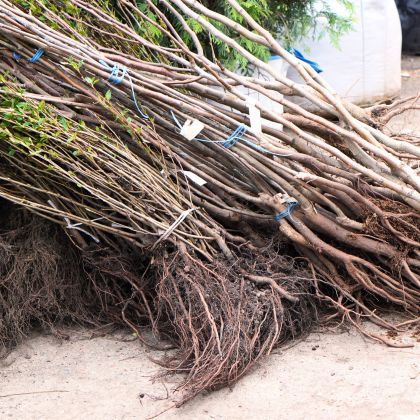 Pour vos plantations, misez sur les racines nues !