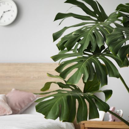 Les plantes d'intérieur parfaites pour une chambre : notre guide pratique