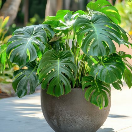 Sortir les plantes d'intérieur à la belle saison : tous nos conseils