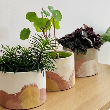 Les plantes d'intérieur idéales pour votre bureau
