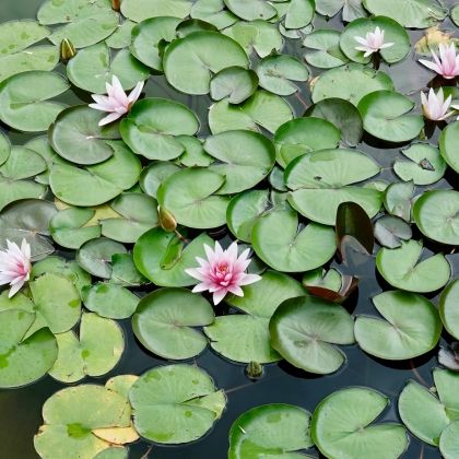 Plantes de bassin : découvrez leur rôle essentiel pour la qualité de l'eau
