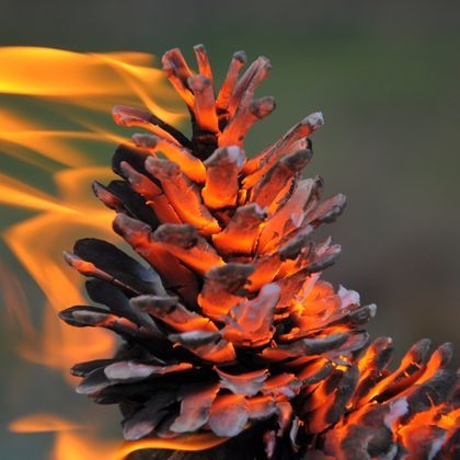 Risque d'incendie : 10 plantes inflammables à éviter au jardin