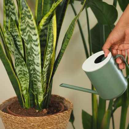 Les secrets d'un arrosage réussi : 7 règles d'or pour vos plantes d’intérieur 