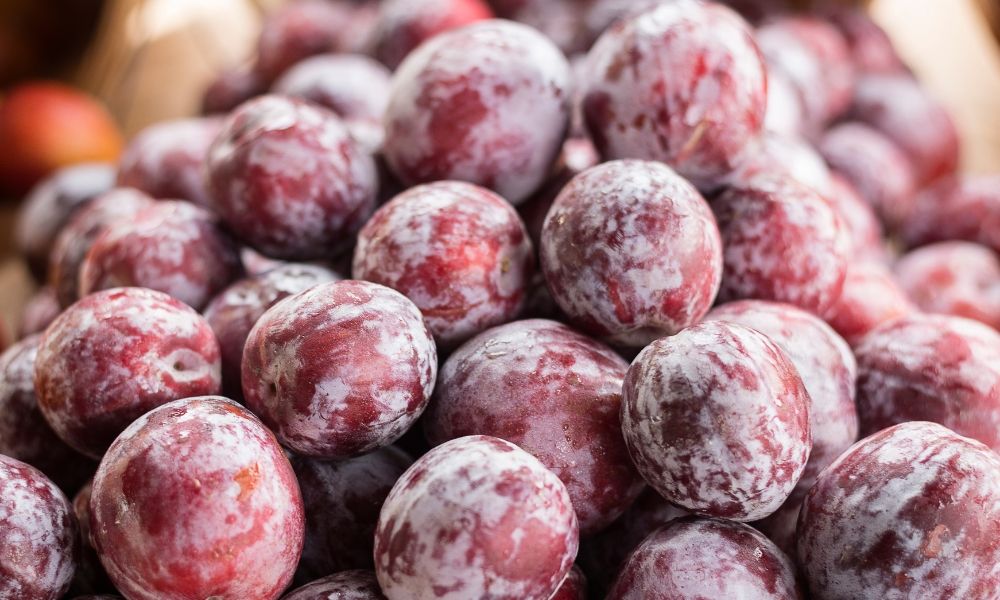 Les Pluots