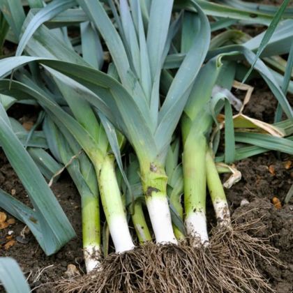 Le calendrier potager - Novembre