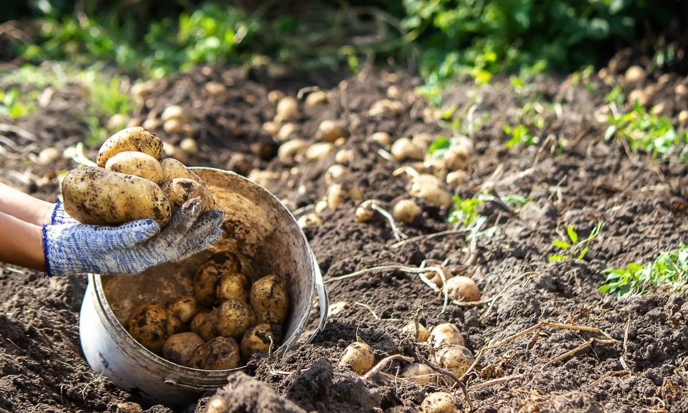 Commandez vos pommes de terre et faites vos propres récoltes !