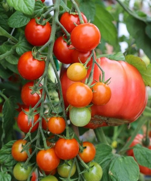 Calendrier potager : Juillet