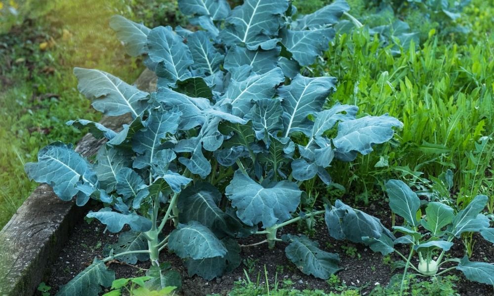Préparez votre potager d'automne !