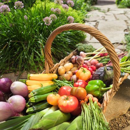 Calendrier potager - Août