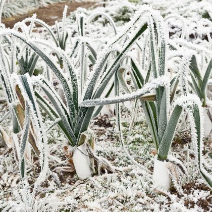 Quels légumes cultiver quand il gèle au potager ?
