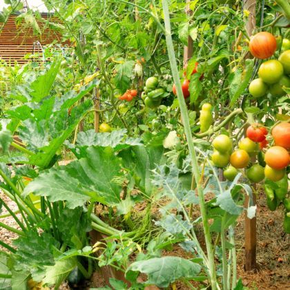 Calendrier potager - Juin