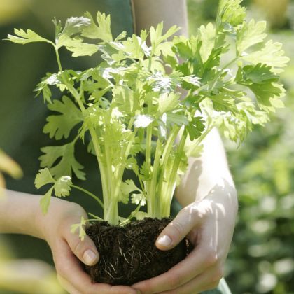 Calendrier potager - Mai