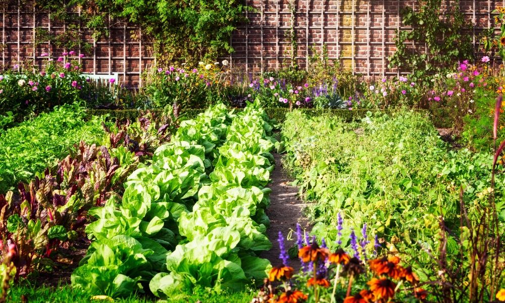 Plantations d'été