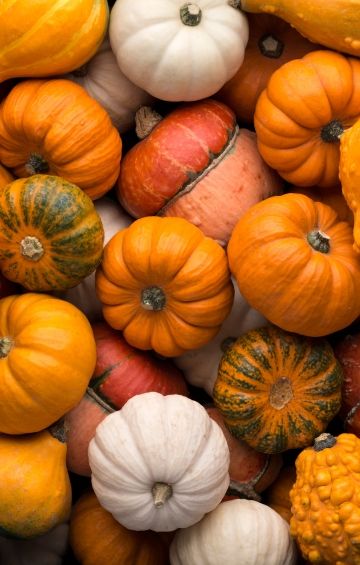 Calendrier potager : Novembre