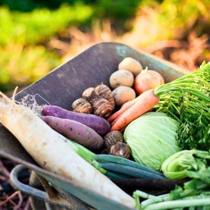 Calendrier potager - Septembre