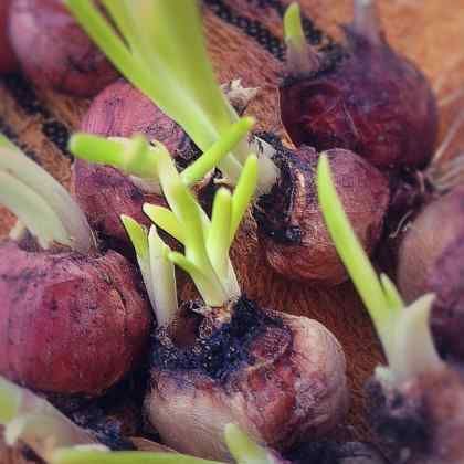 Le calendrier du potager - Février
