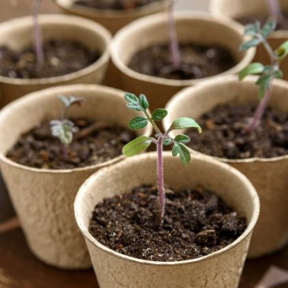 Pots biodégradables : comment bien les utiliser pour les semis ?