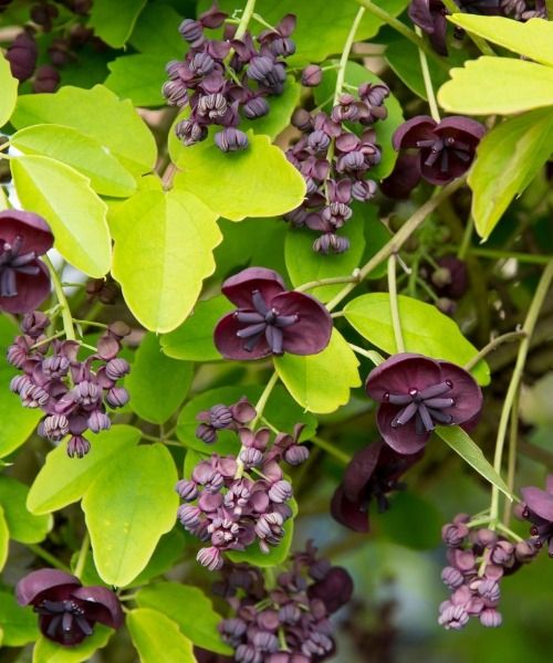 Craquez pour l'Akebia quinata !