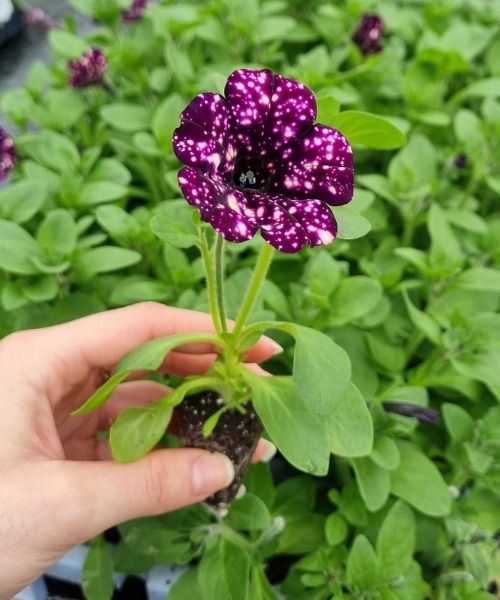 Jusqu’à -30% sur une centaine de variétés en minimottes pour sublimer vos jardinières !