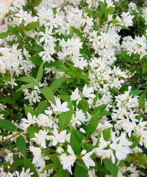 Le Deutzia Yuki Snowflake en pot de 2L/3L est à 15€ au lieu de 24,50€ !