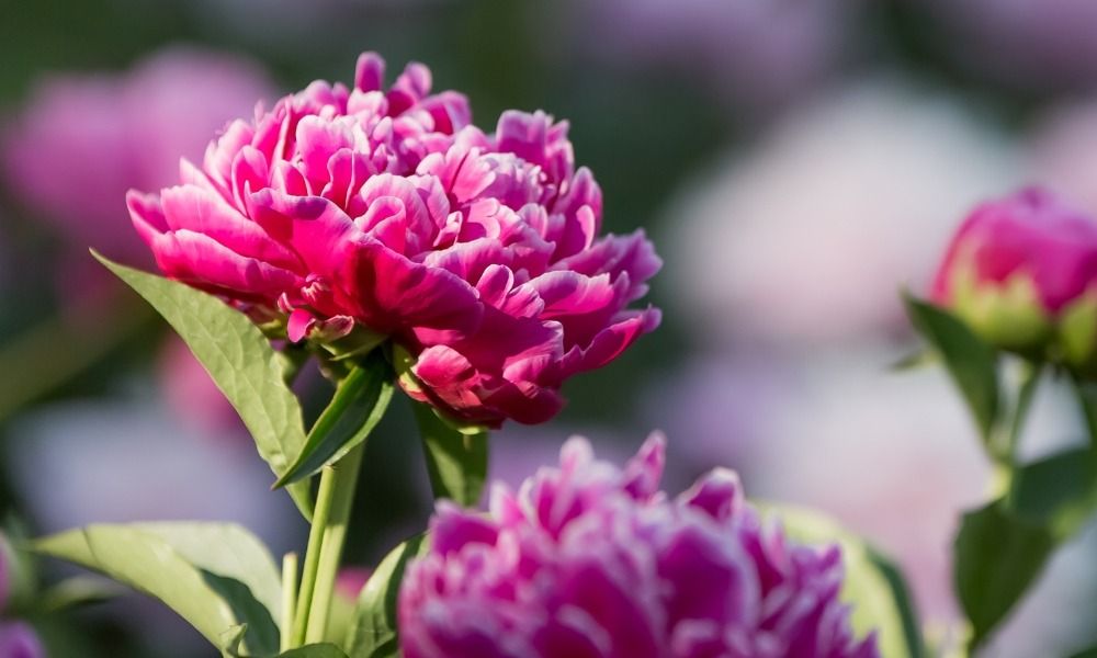 Les pivoines en racines nues n'attendent que vous !