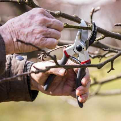 Que faire au jardin en février ?