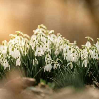 Que faire au jardin en janvier ?