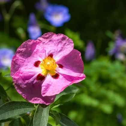 Que faire au jardin en mai ?