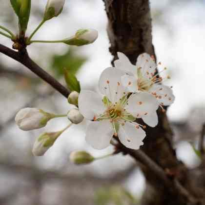 Que faire au jardin en mars ?