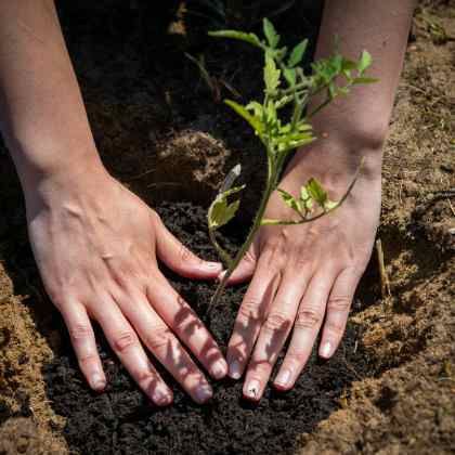 Le calendrier du potager  - Mai