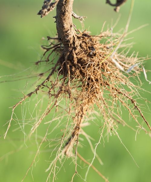 Pour vos plantations, misez sur les racines nues !