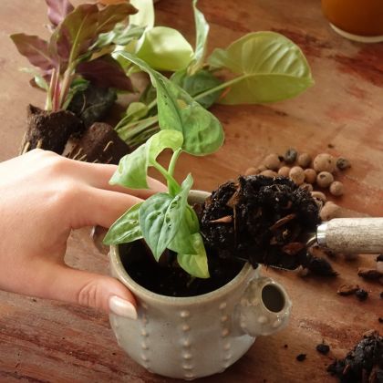Comment rempoter les mini-plantes d’intérieur sans se tromper ?