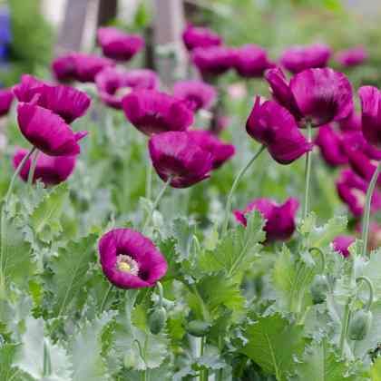 Réussir les pavots annuels et vivaces