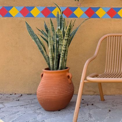 Sortir les plantes d'intérieur à la belle saison : tous nos conseils