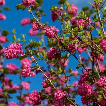La taille des arbustes à floraison printanière