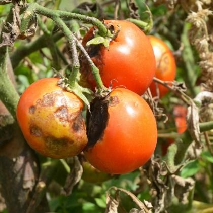 7 variétés de tomates naturellement résistantes au mildiou