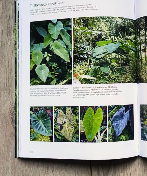 Vous ne savez pas quelle plante choisir?