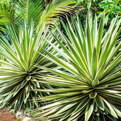 Agaves, yuccas et cactées : des plantes exotiques pour un jardin unique !