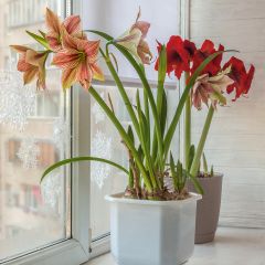 Amaryllis Exotic Star