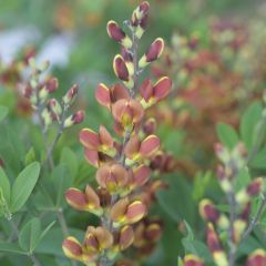 Baptisia Cherries Jubilee - Lupin indigo