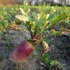 Betterave Fourragère géante rouge - Beta vulgaris