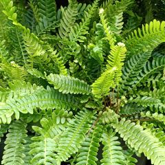 Blechnum spicant - Fougère pectinée
