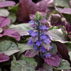 Bugle rampante - Ajuga reptans Burgundy Glow