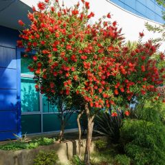 Callistemon rigidus - Rince-bouteille