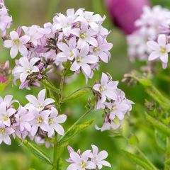Campanule lactiflora Loddon Anna - Campanule laiteuse rose pâle